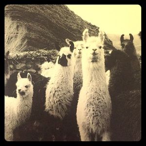 Meet your Posher, Stella